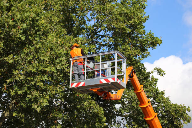 Kimball, TN Tree Services Company