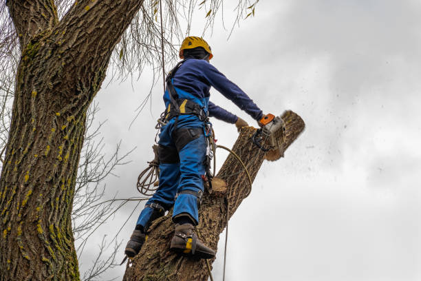 Best Lawn Dethatching  in Kimball, TN